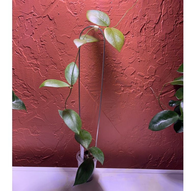 1173 Hoya indaysarae (grower’s choice)