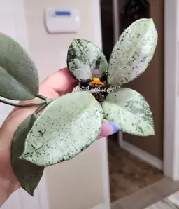 🦄Hoya 'Stardust' (Silver)🦄