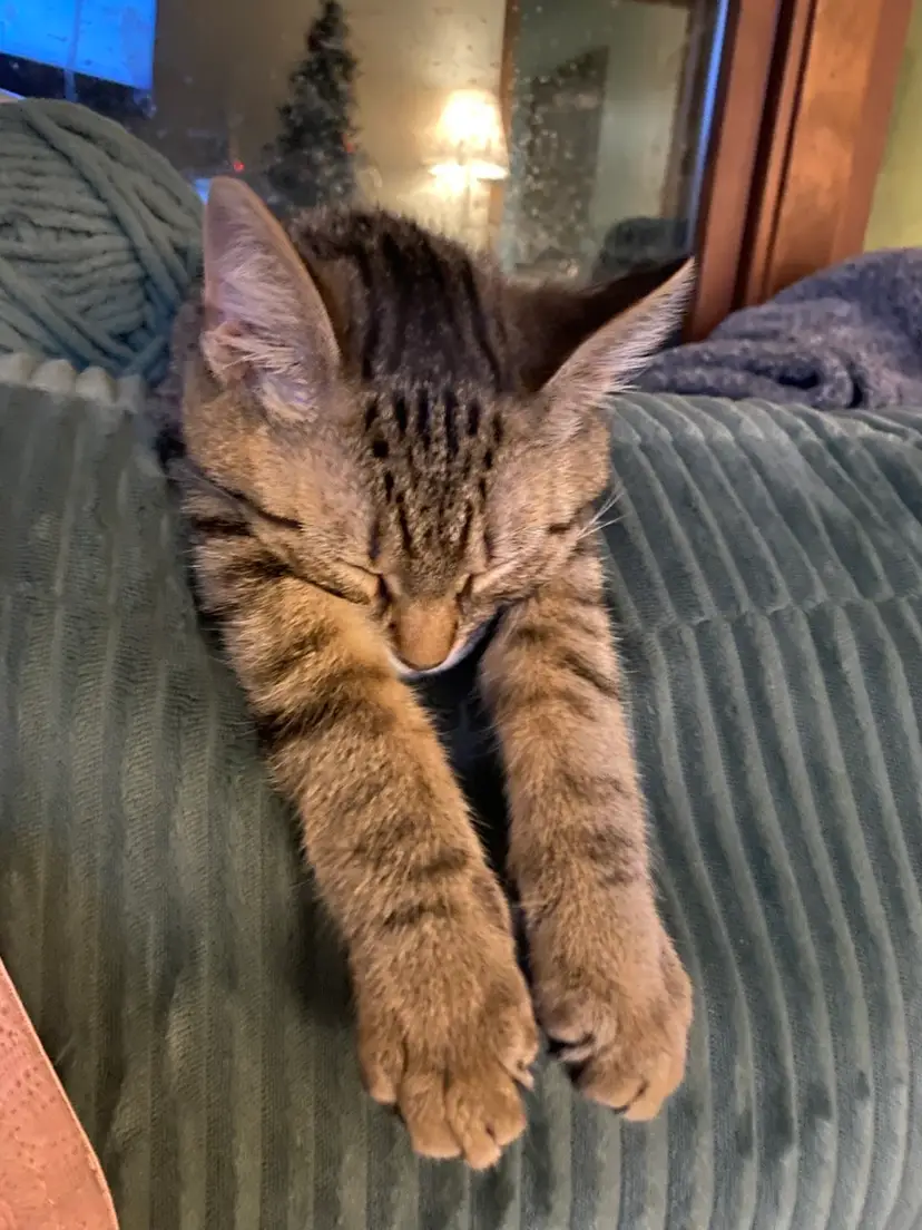 Livestream thumbnail