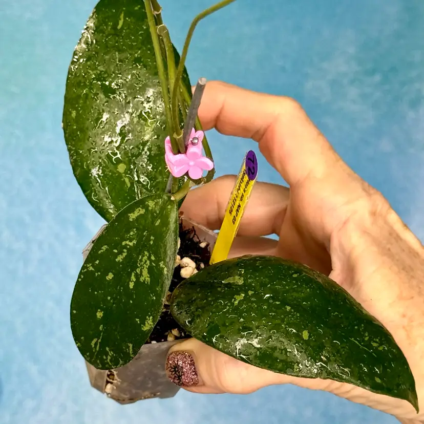 72 Hoya sp. NAP 03