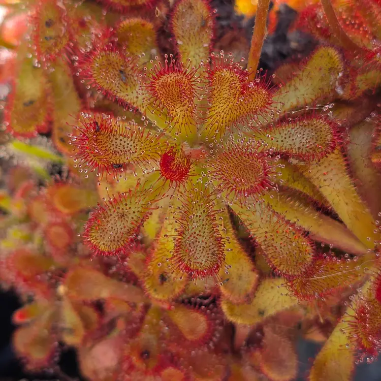 SEEDS Drosera coccicaulis