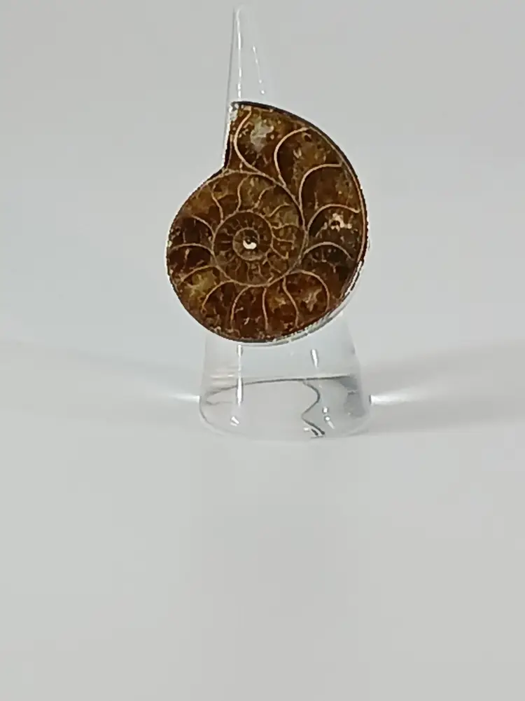 Ammonite Fossel Ring