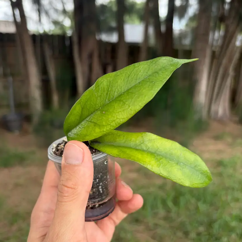 Hoya Subcalva
