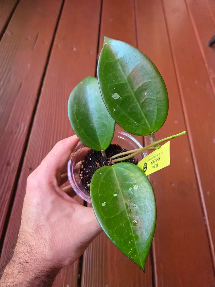 Hoya RHM909 Cambodia x rigida epc605