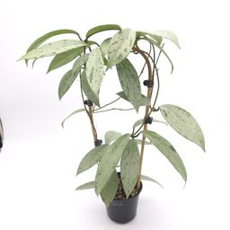Hoya pubicalyx Pink Silver Ghost 4 inch pot 822