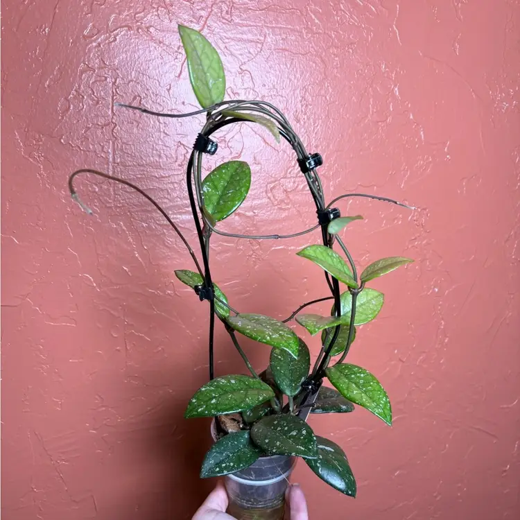 Hoya carnosa (heirloom)