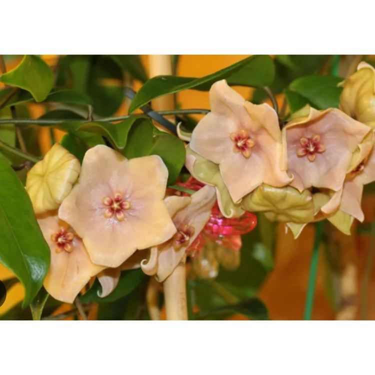 Hoya megalantha