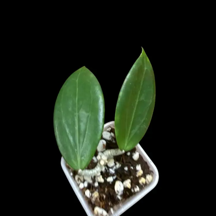 12-Hoya AH Black Tiger/see Bloom Pic In Post