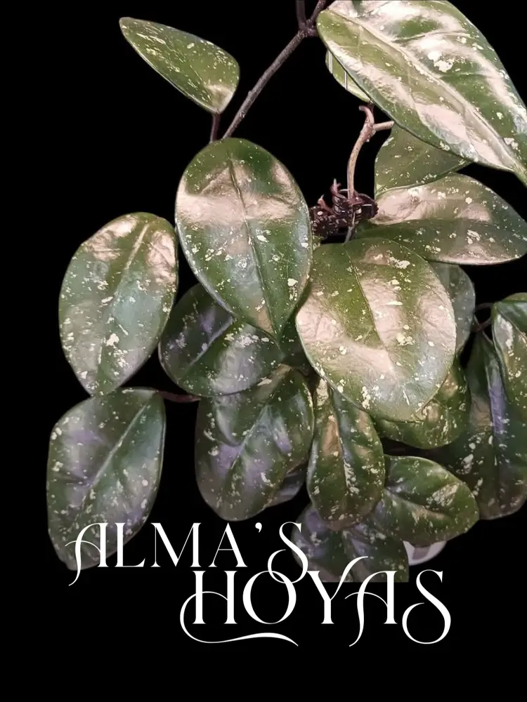 YAYA'S presents Alma's hoyas ❤️‍🔥