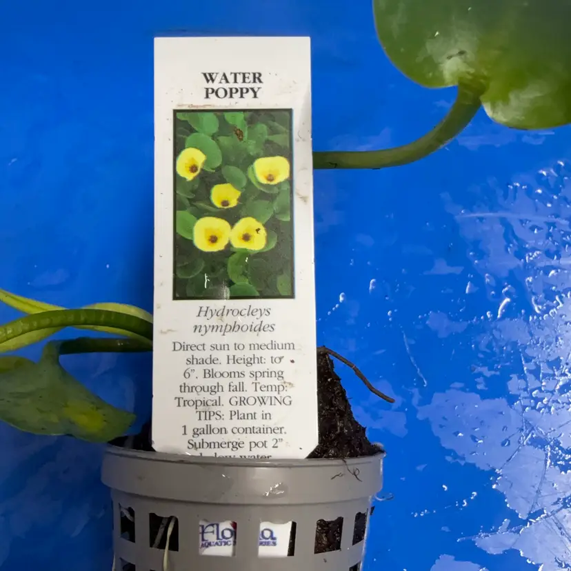Water Poppy - Potted