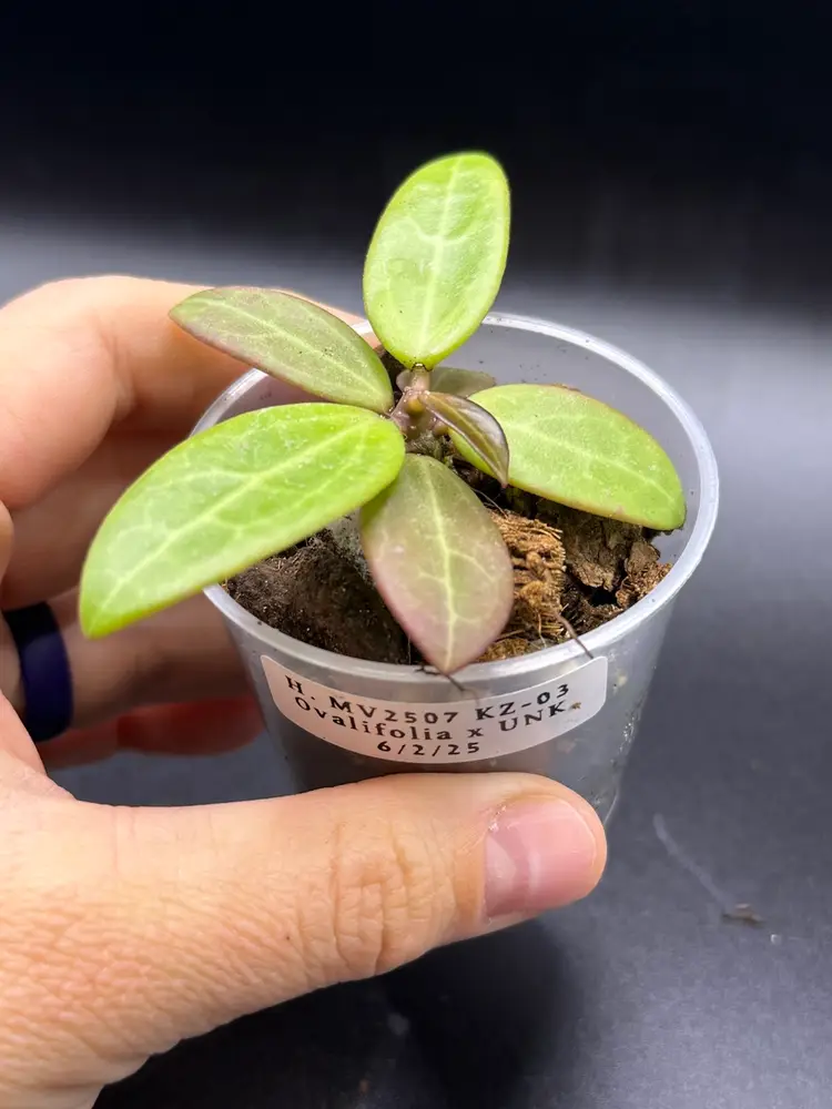 **SEEDLING** Hoya MV2507 KZ-03 (Ovalifolia x Unk)