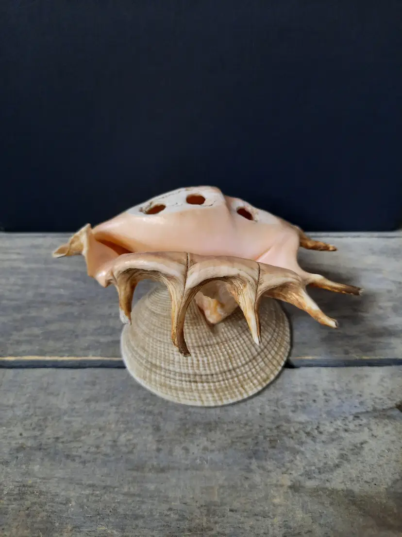 Vintage Seashell Flower Frog Seashell Art