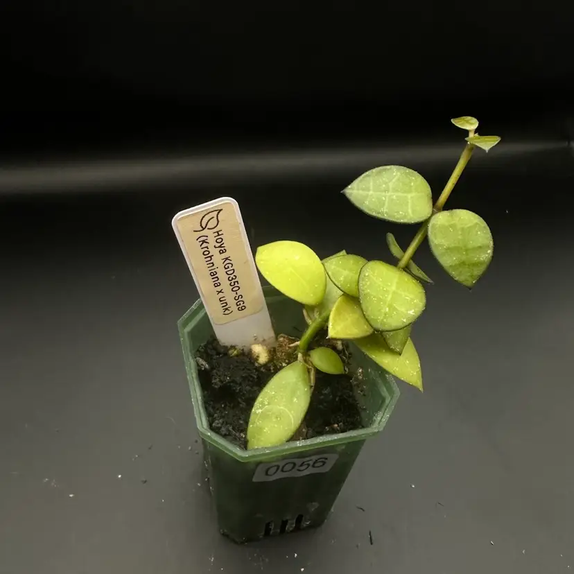 0056 Hoya KGD350-SG9 (Krohniana x unk)