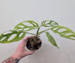Monstera Adansonii Mint