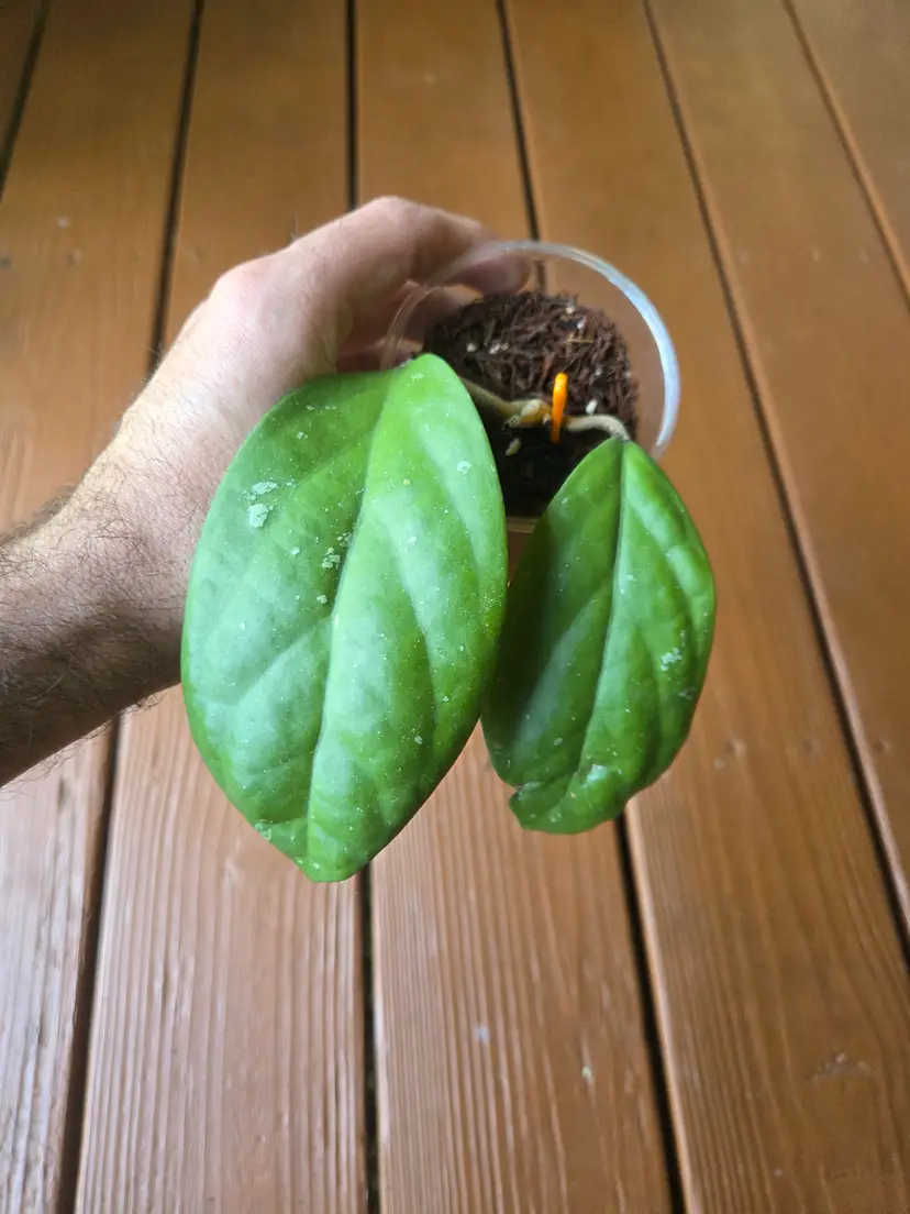 Hoya RHM937 (AH733 X Rigida epc605)