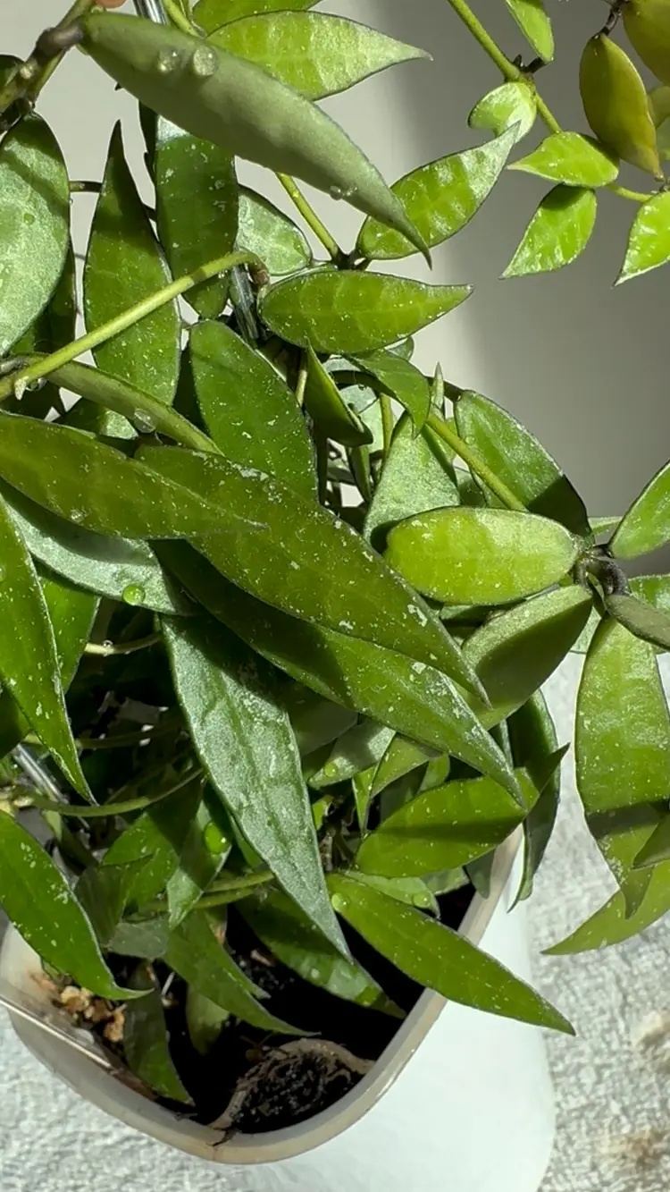 #3662 Lacunosa Poonsak