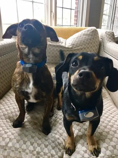 It’s A Zoo, Part Deux! 🐓🦓🐈🐈🐷🐔