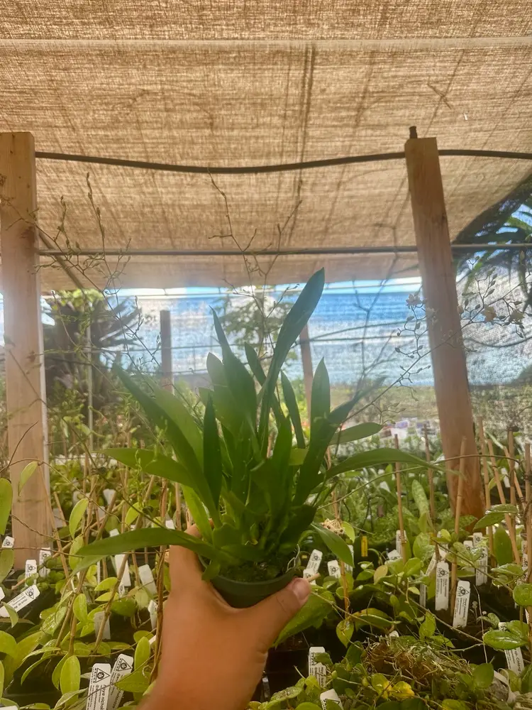 Oncidium Taiku Marguerite #1 - 3” Pot