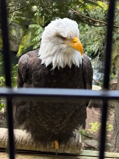 ✨ Glass Gallery Leftovers & New Finds! w/ Koalatea 🐨