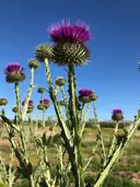 curiouser_and_curiouser