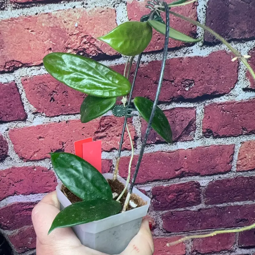 209 Hoya vangviengiensis
