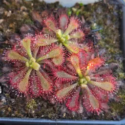 SEEDS Drosera spatulata "Ahipara"