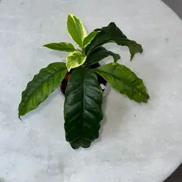 Hoya multiflora albo