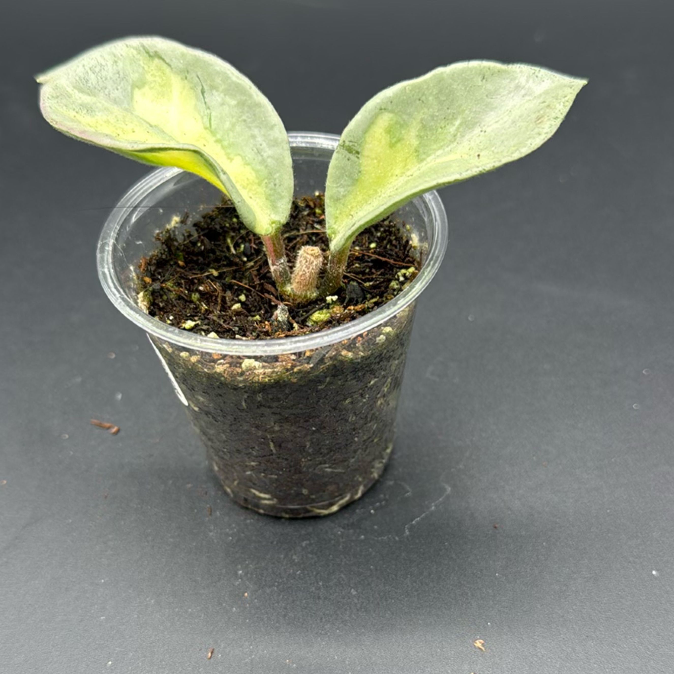 Carnosa argentea princess