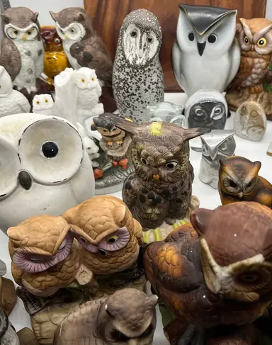 Owl Show 🦉🦉🦉