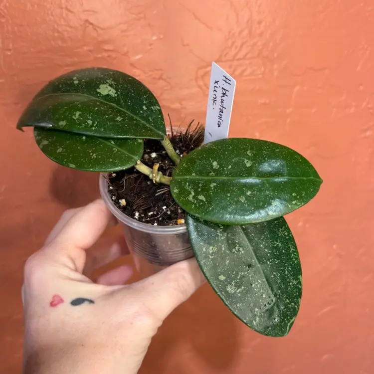 Hoya bhutanica x unk (grower’s choice)