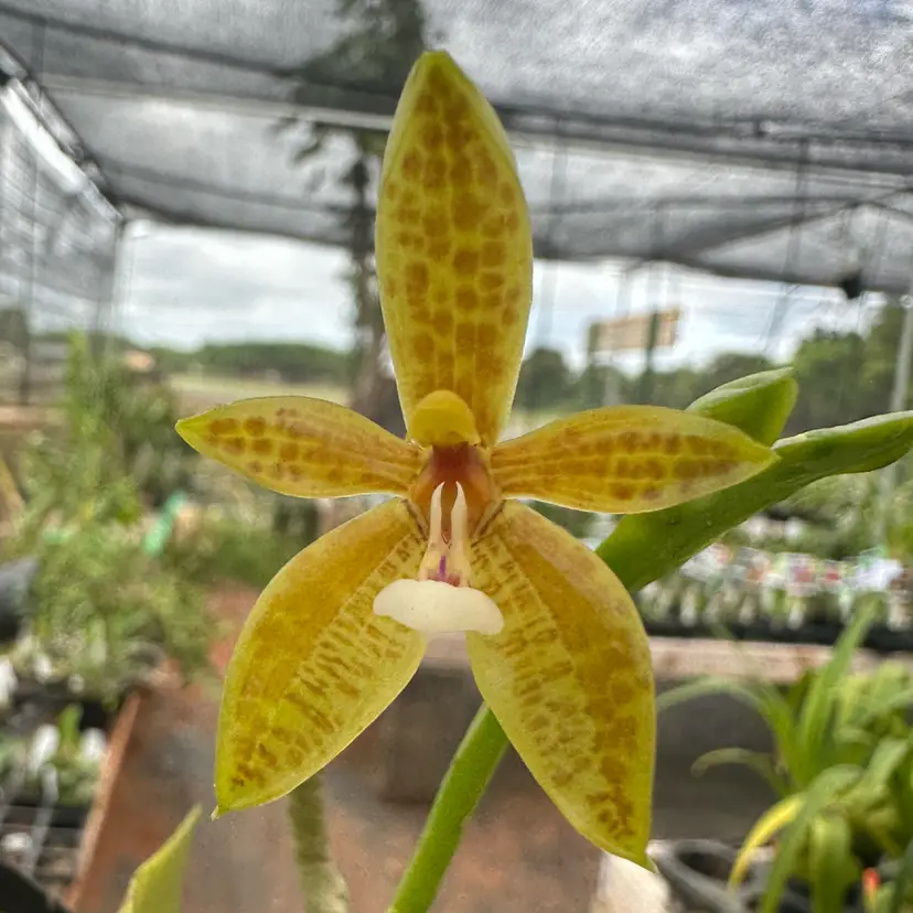 Phalaenopsis cornu-cervi fma. flava