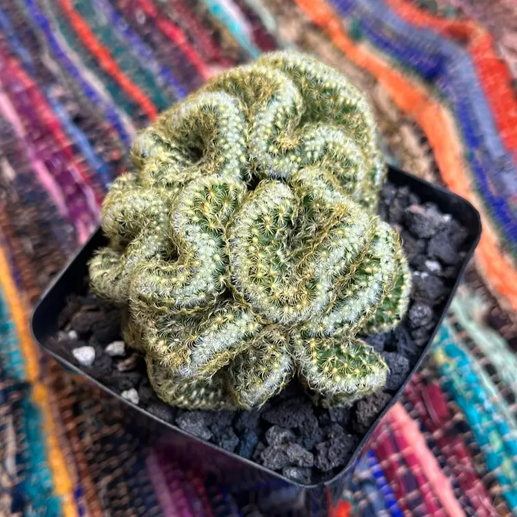 Brain Cactus