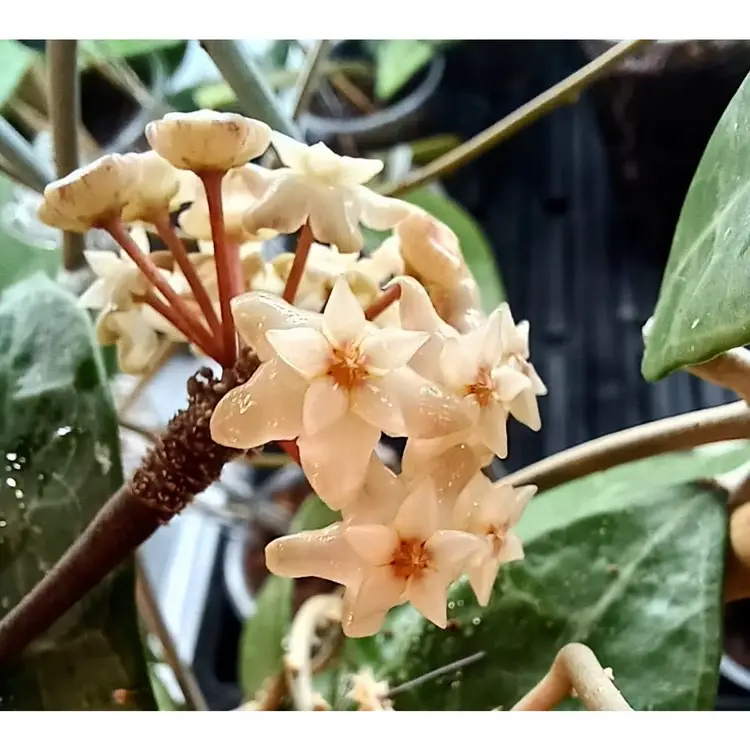 Hoya sp Padang Beach