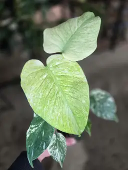 White Monster Monstera