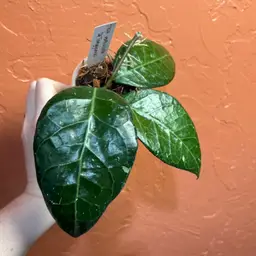 Hoya verticillata (Tanggamus)