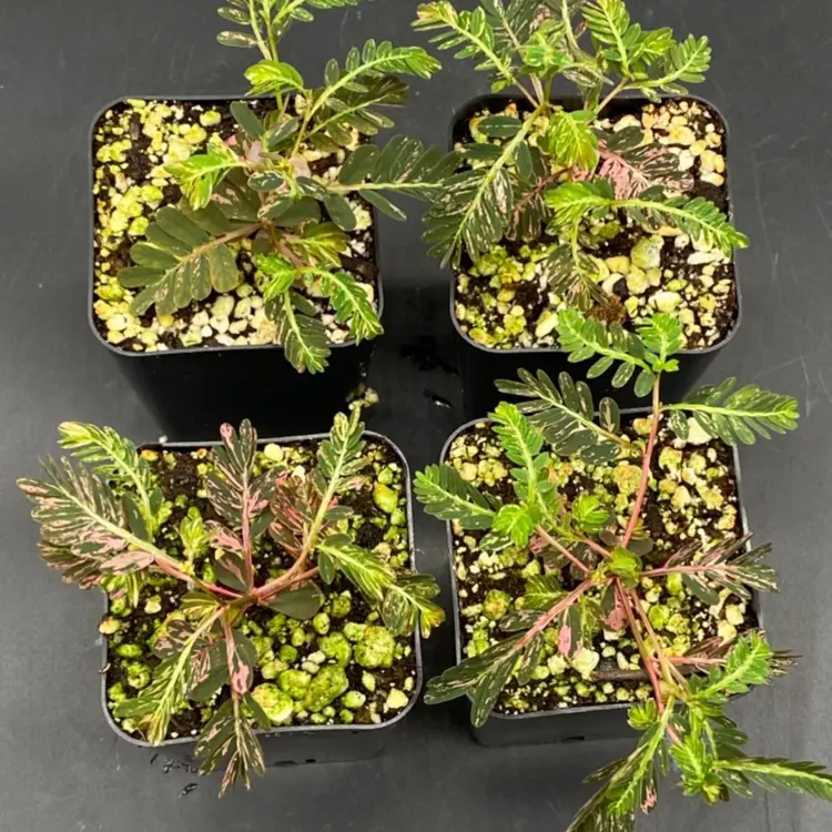 123D - GC - Phyllanthus Urinaria