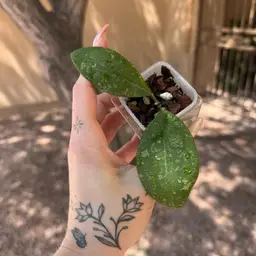 Hoya elmeri (splash)