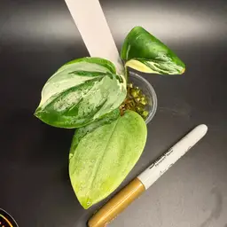 Scindapsus Moonlight Mint Variegated