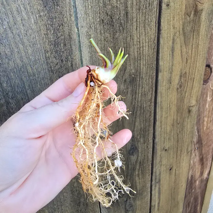 3 small Sarracenia (growers choice, dormant, bare root)