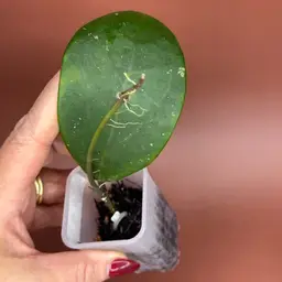 Hot Lips 💋MB0001 (Verticillata x Rígida) x excavata