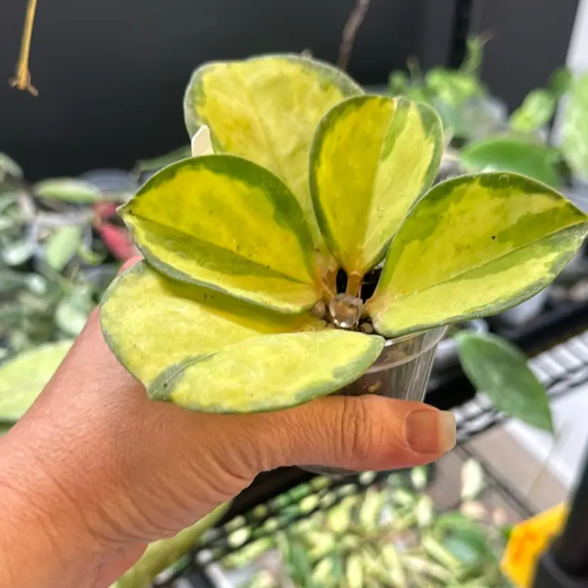 Hoya Patchyclada Inner Variegated
