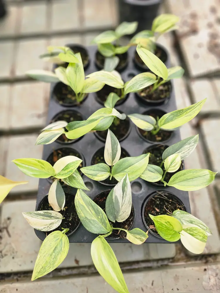 scin. Blue aurea grower choice