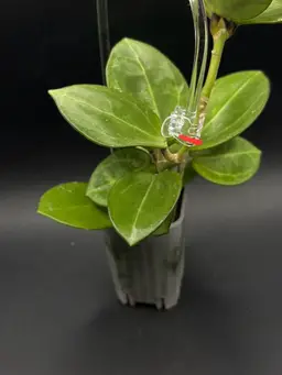 Hoya ‘Swiffer’s Mood’ 6 node butt cut