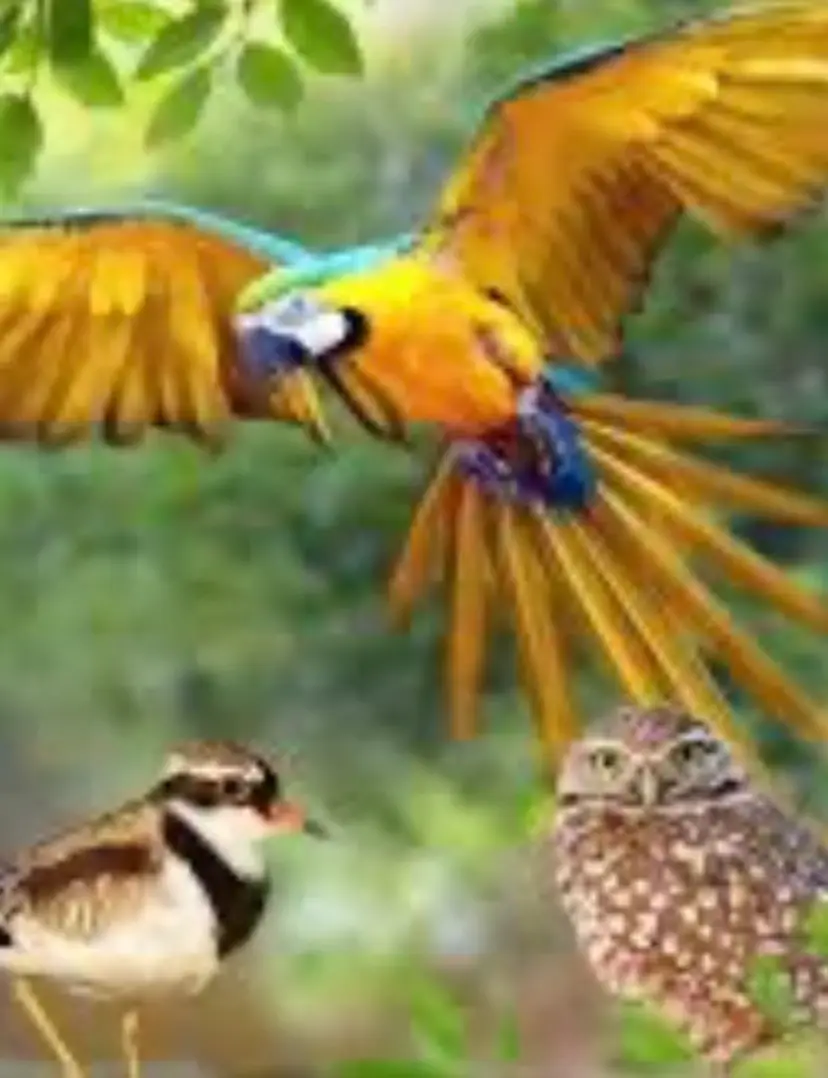 Livestream thumbnail