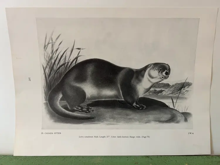 CANADA OTTER Vintage Audubon North America Print. 1951 12 x 8.5"