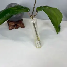 T30 ‘Spring Rabbit’ DB2013-03 (Erythrina x Vittelinoides) Rooted Cutting