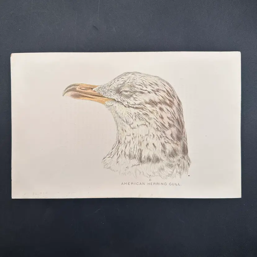 “I Think They’re Sleeping” Eagle Hawk Bird Animal Specimen Hand Colored Litho Pages, Set Of 3 7”L 5”H, Unmarked