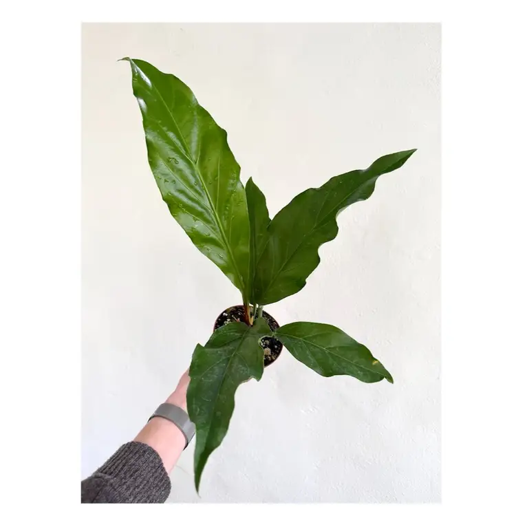 5” Anthurium Plowmanii ‘Fruffles’