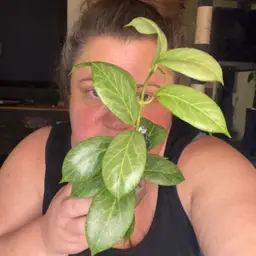 Hoya obscura (silver)