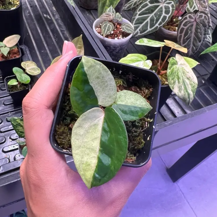 5273 Halfmoon Mint Var